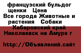 французский бульдог щенки › Цена ­ 50 000 - Все города Животные и растения » Собаки   . Хабаровский край,Николаевск-на-Амуре г.